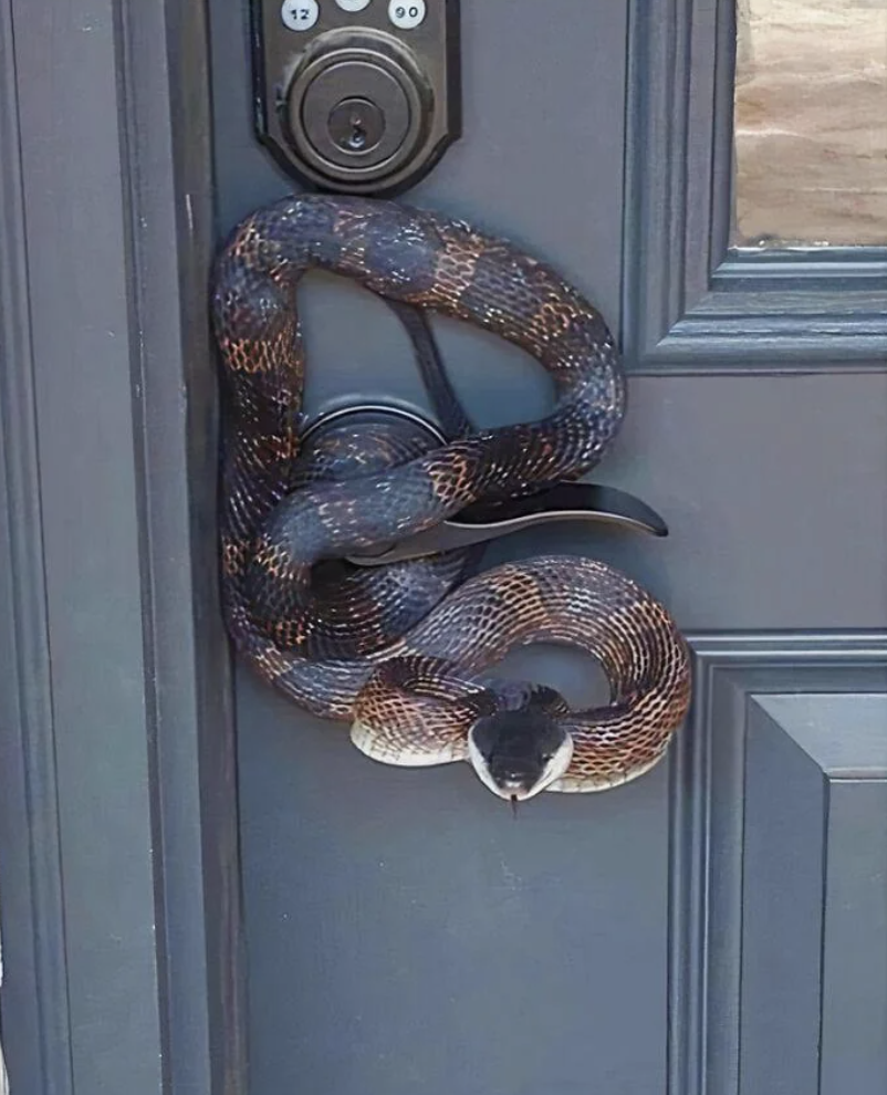 A large snake is coiled around a door handle, partially covering a keyless entry lock above it