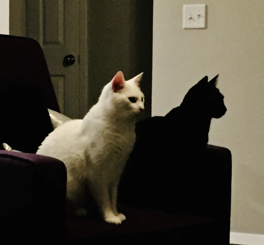 Two cats, one white and one black, are sitting side by side on a chair in a dimly lit room, both looking in the same direction