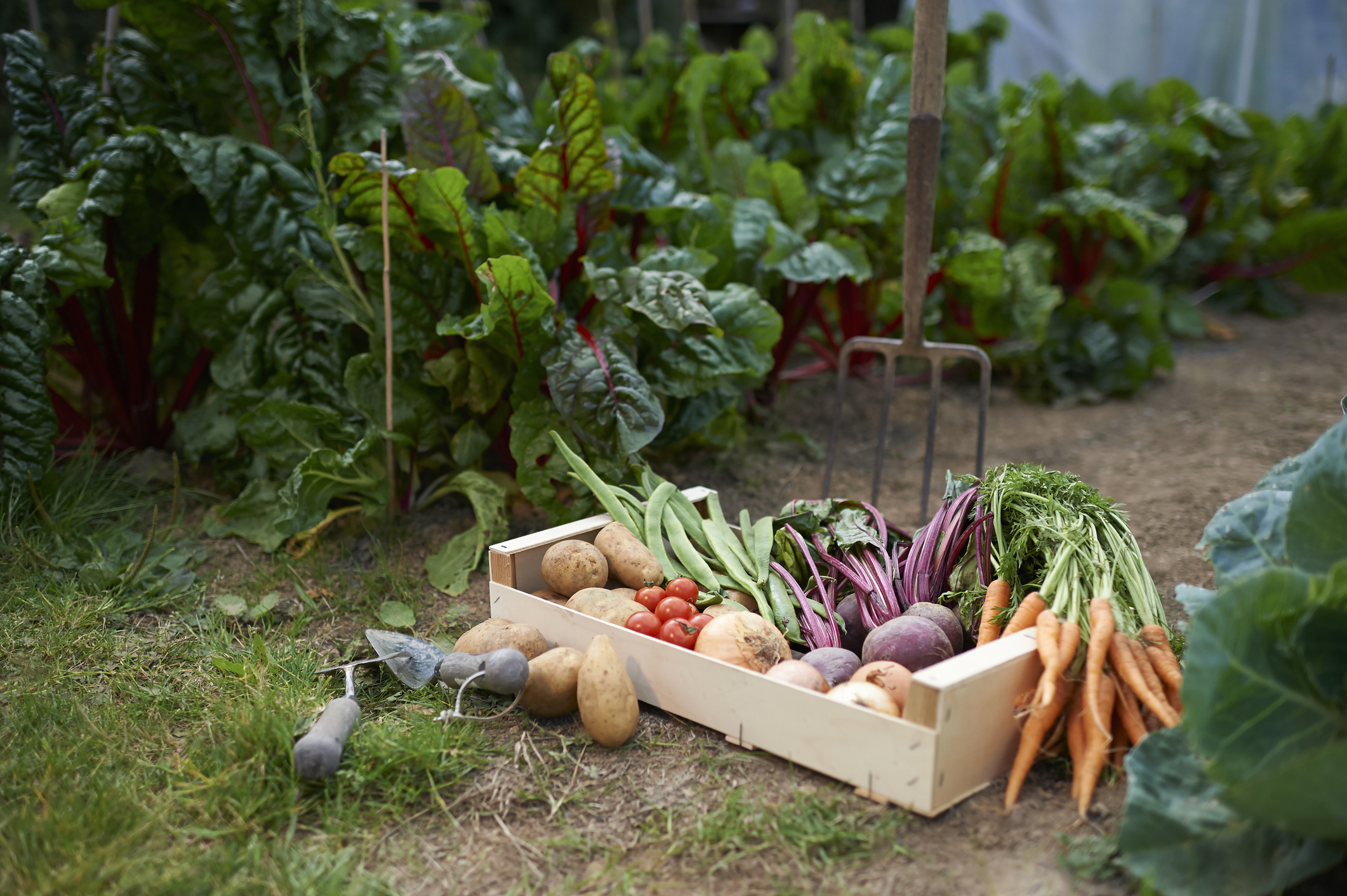 A wooden box filled with various freshly harvested vegetables, including carrots, beets, tomatoes, and potatoes, in a garden. Gardening tools are nearby