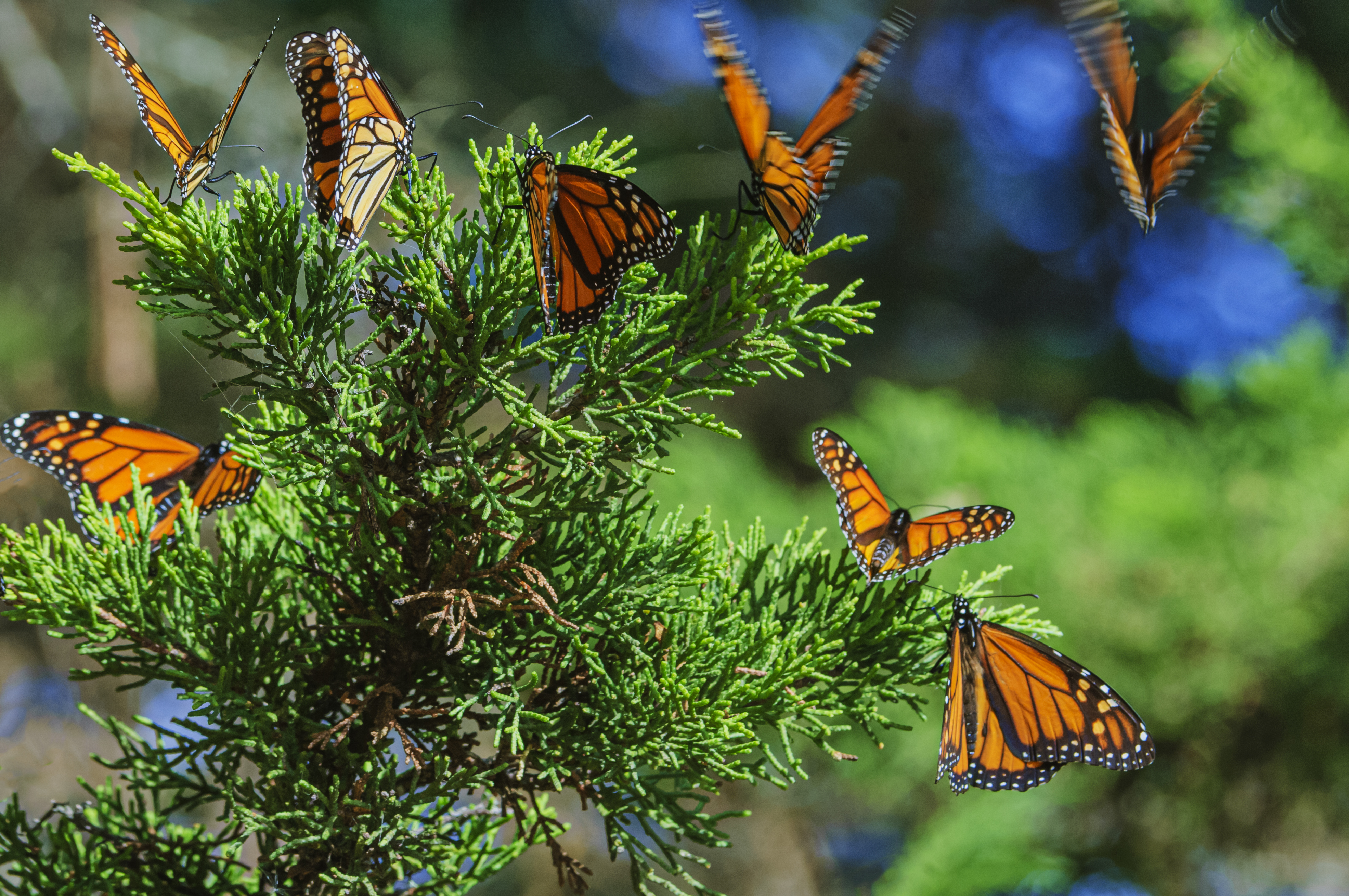 Several monarch butterflies resting and flying around a green bush