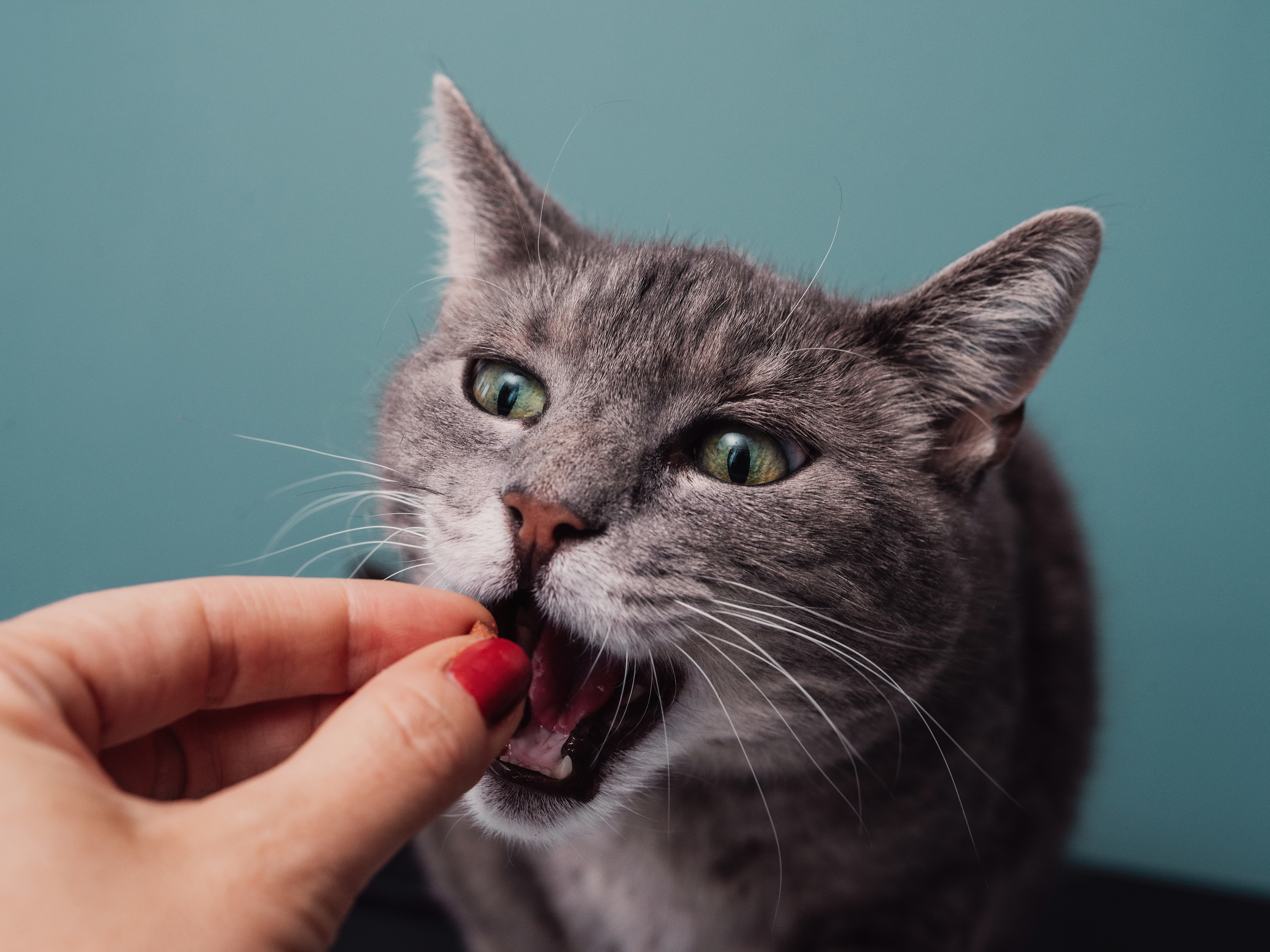 A close-up image of a gray cat with green eyes being fed a treat by a person with red-painted nails. The cat&#x27;s mouth is open, ready to take the treat