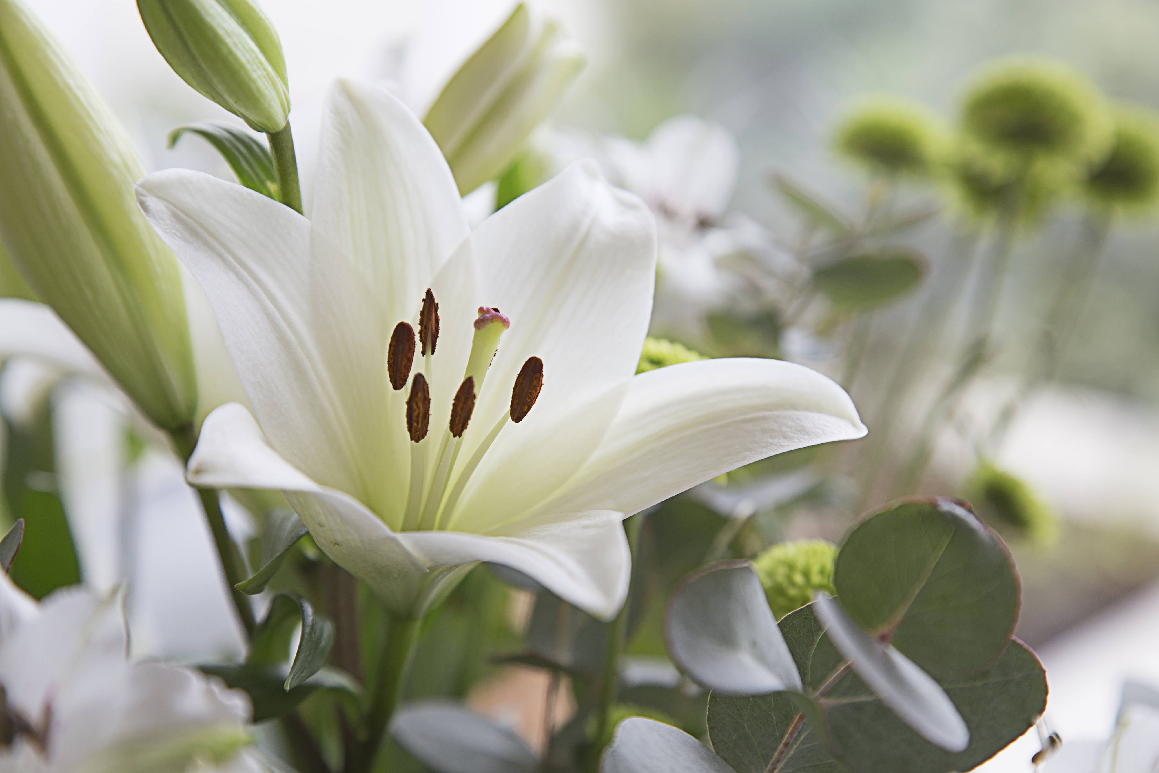 Close-up of a blooming white lily amongst other green and white foliage in a blurred background