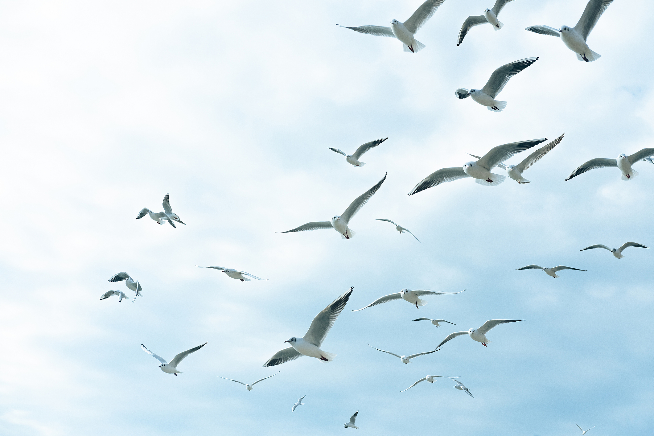A flock of seagulls flying in an open, cloudy sky