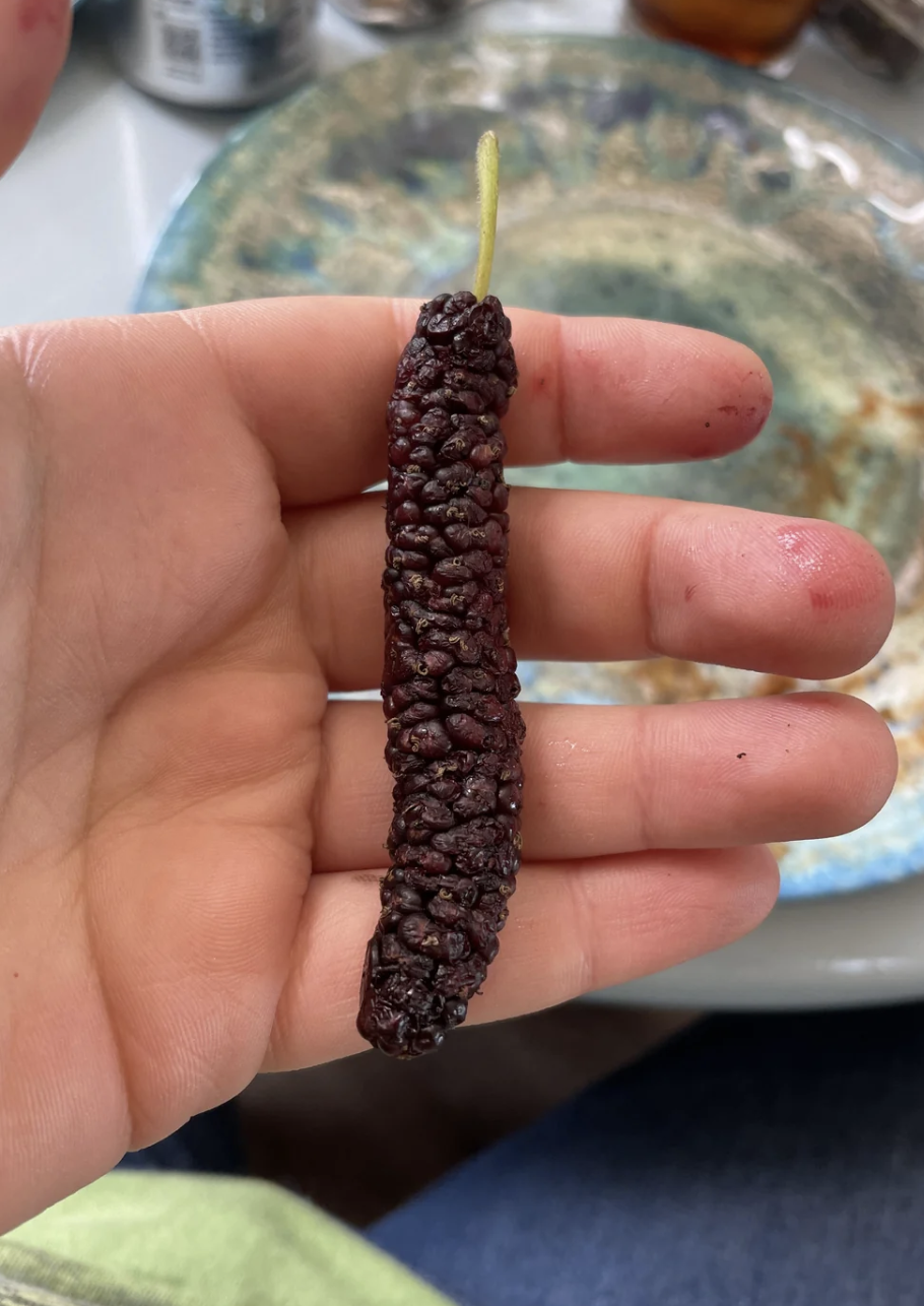 A hand holding a long, bumpy, dried pepper, with a green stem at the top. Background shows part of a circular ceramic dish