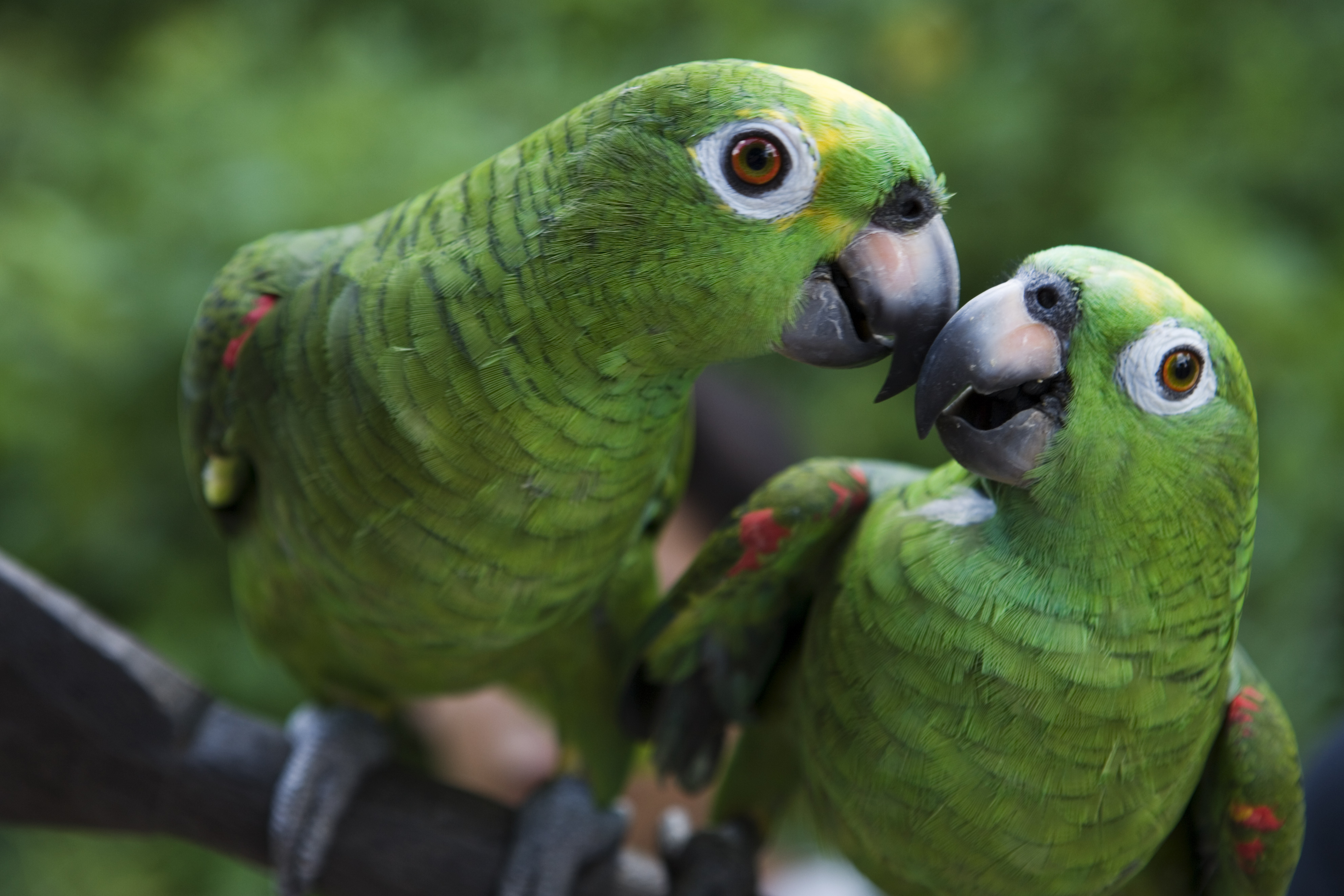 Two green parrots perched on a branch, engaging with each other