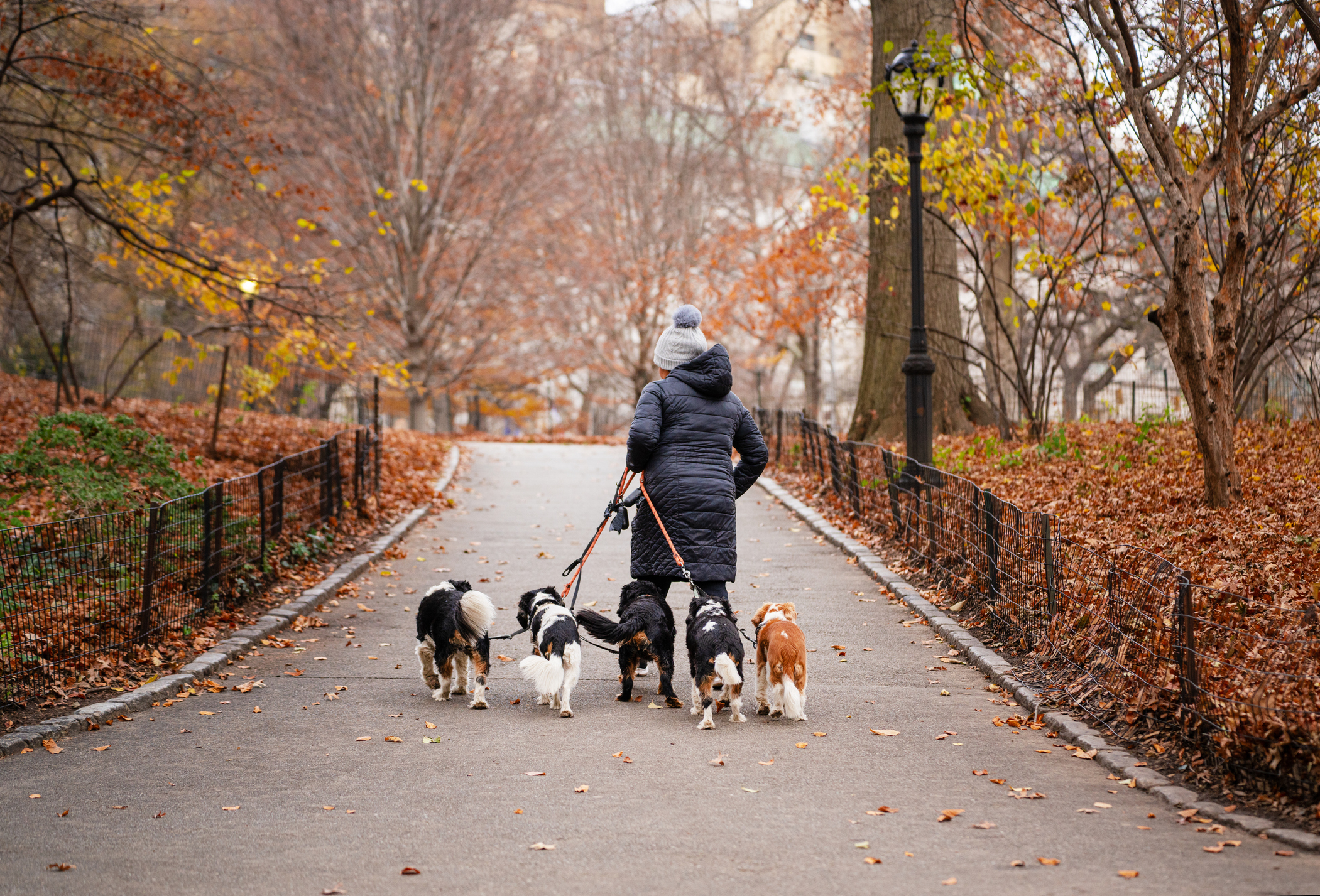 A person in a coat and hat walks six dogs in a park on an autumn day, with leaves on the ground and trees around them