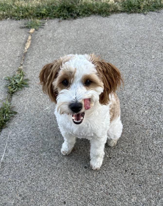 A small, curly-haired dog sits on a sidewalk, licking its nose and looking up. Grass is visible in the background