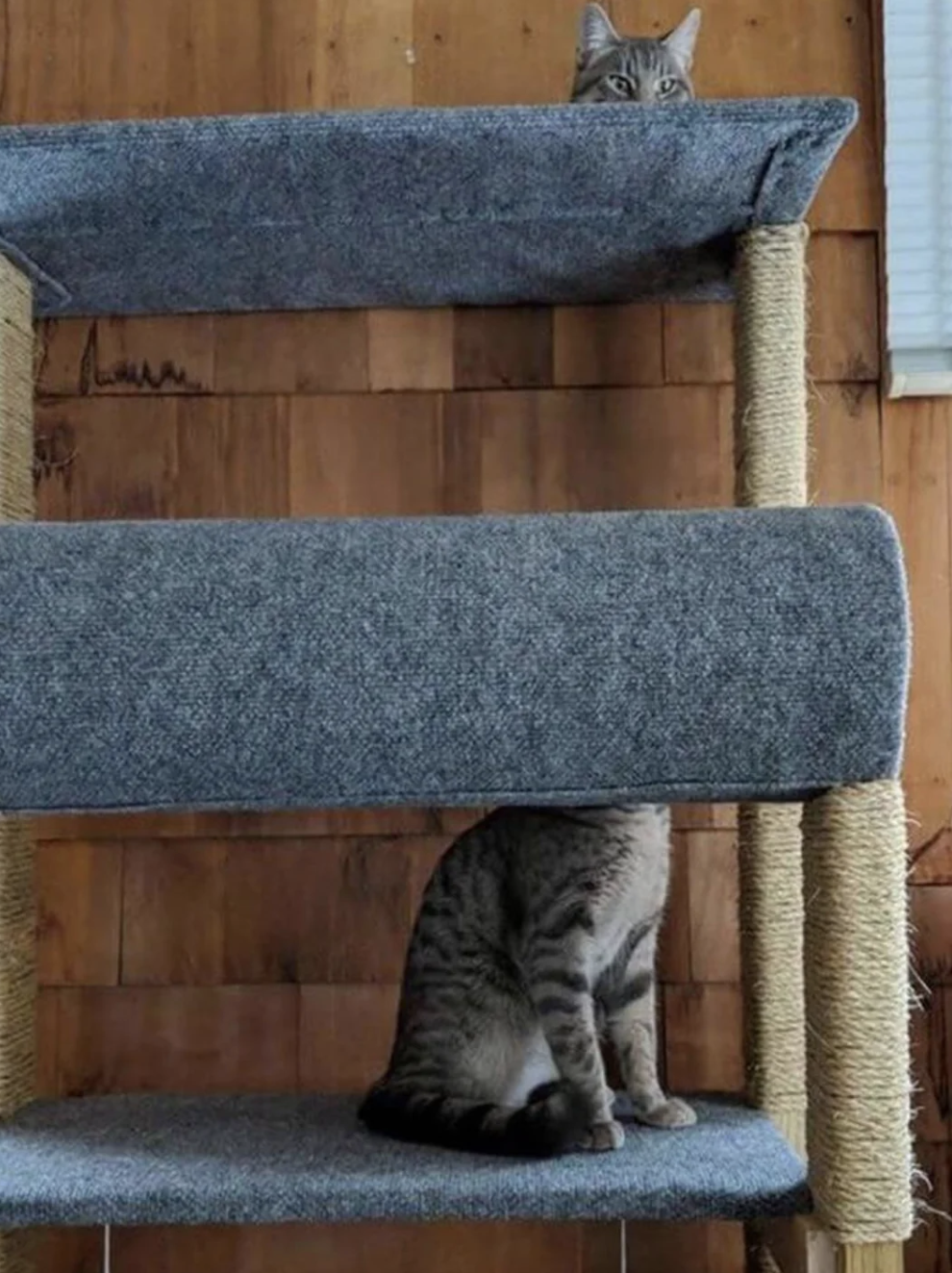 Two tabby cats are on a multi-level cat tree. One cat is sitting on the middle level, while the other cat is peeking over the top level