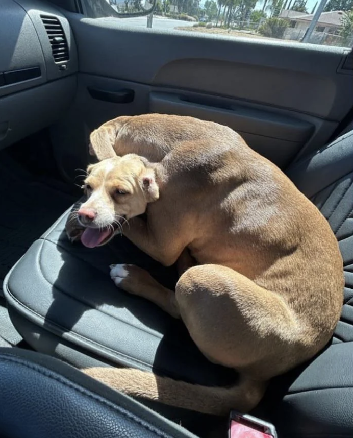 A dog is curled up on the front passenger seat of a car, looking at the camera with its tongue slightly out