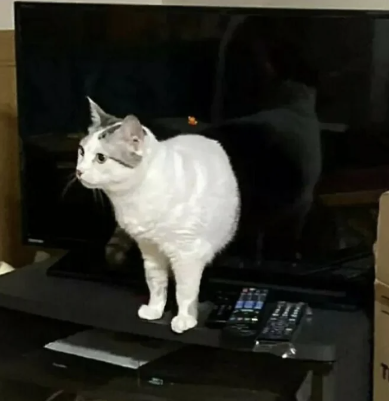 A white and black cat standing on an entertainment center in front of a flat-screen TV. Various remote controls and gadgets are on the table