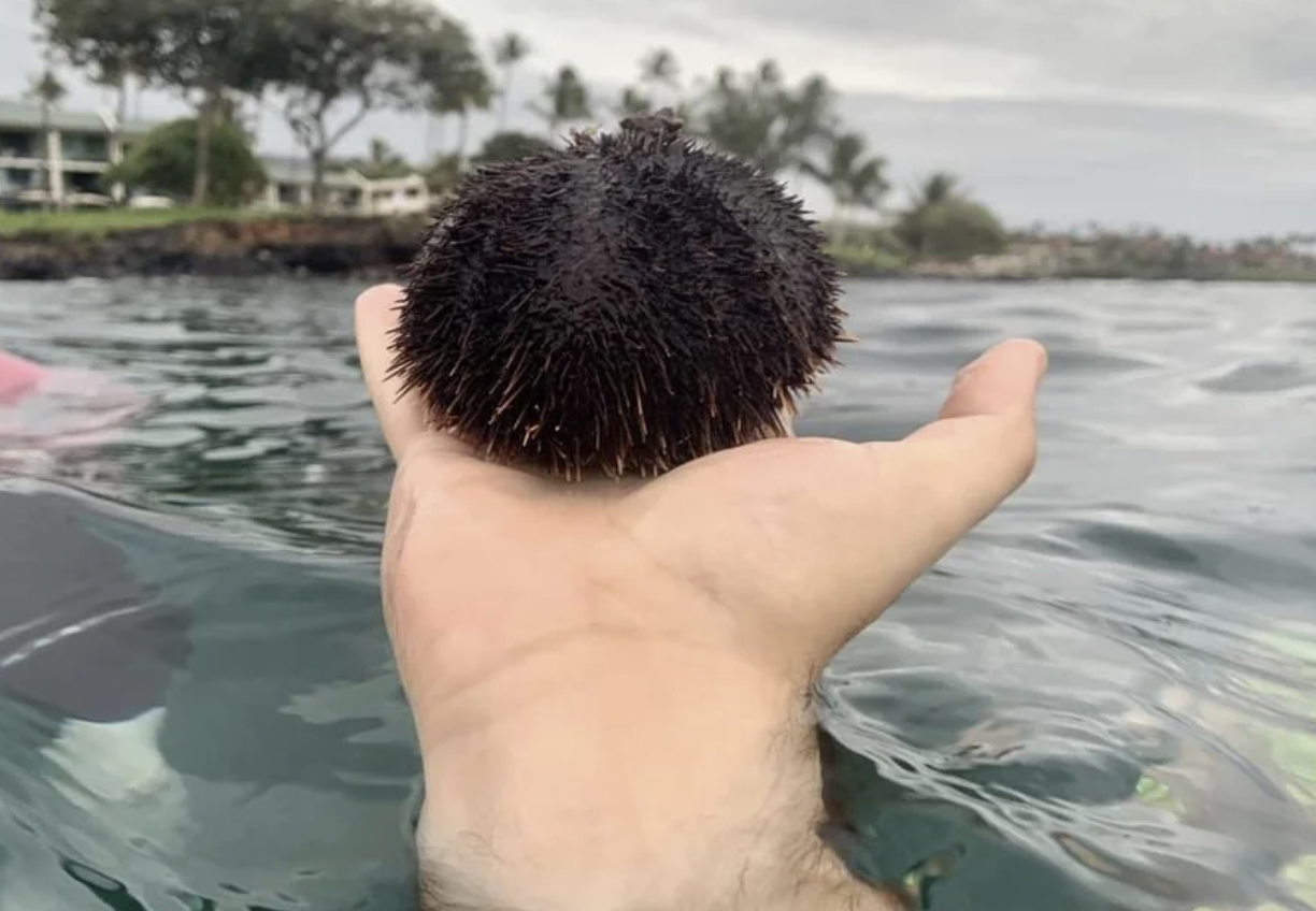 A person holds a sea urchin above water. The background features a coastal scene with trees, buildings, and cloudy sky