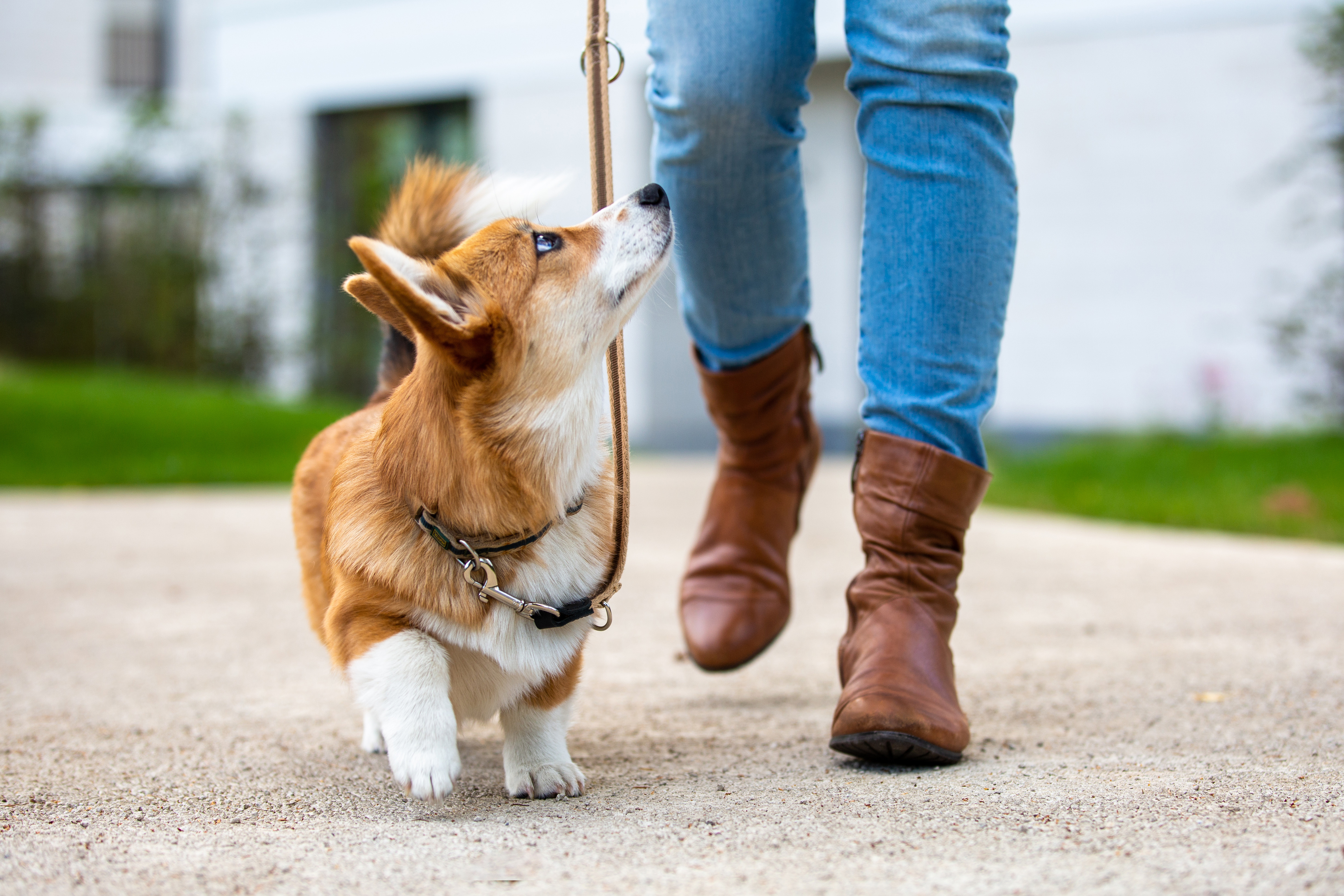 A person walks a corgi on a leash outside, with the dog looking up at them. The person wears jeans and brown boots