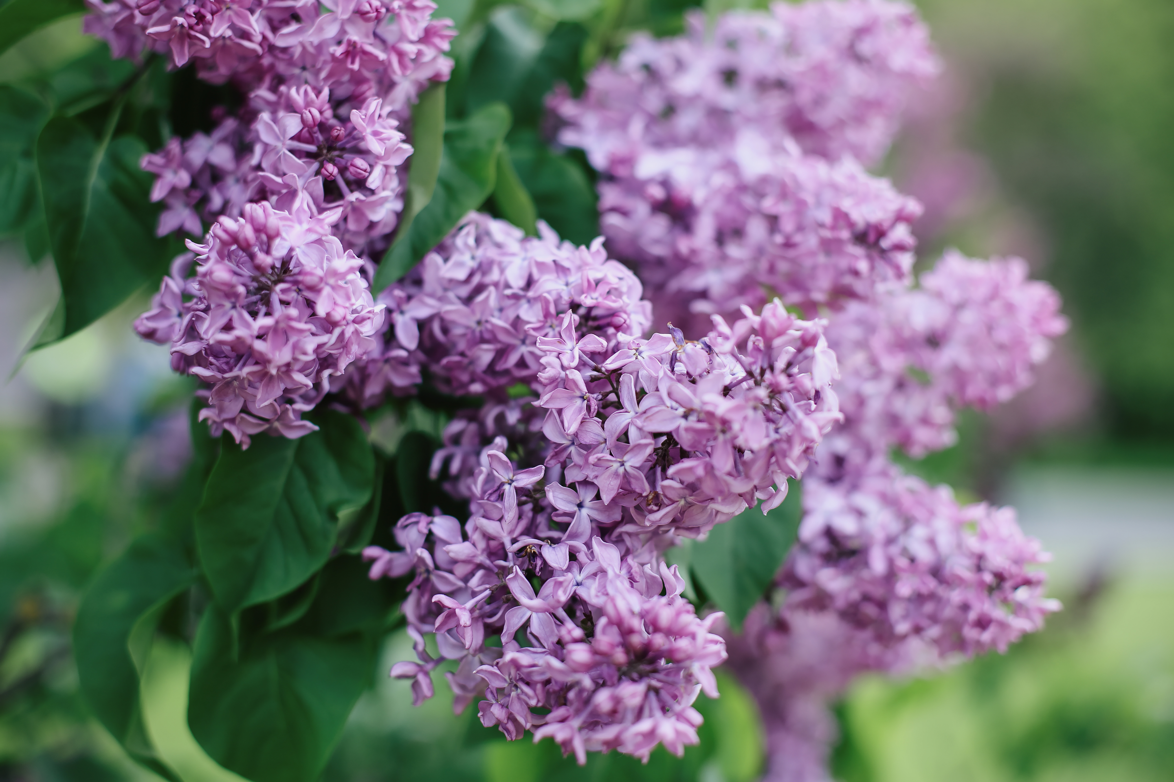 Lilac flowers in full bloom on their green leafy branches
