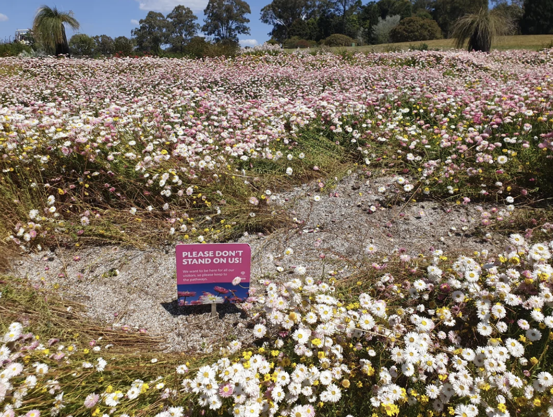 A grassy field is filled with numerous wildflowers. In the center, there is a sign that reads &quot;PLEASE DON&#x27;T STAND ON US!&quot; in capital letters