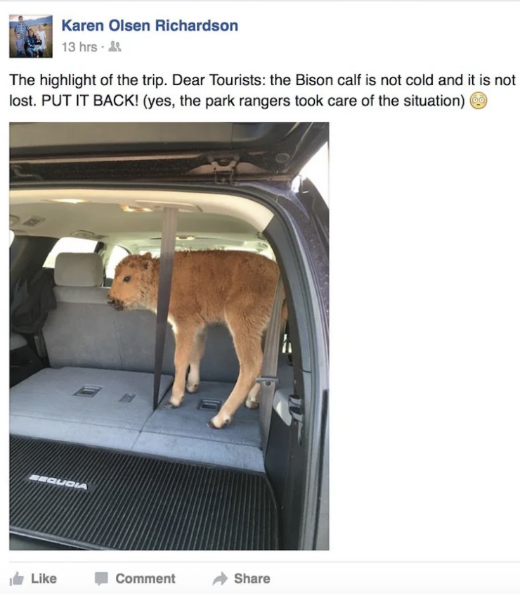 A Facebook post by Karen Olsen Richardson shows a bison calf in the back of a car. The text urges tourists to leave the calf alone as it is not cold or lost