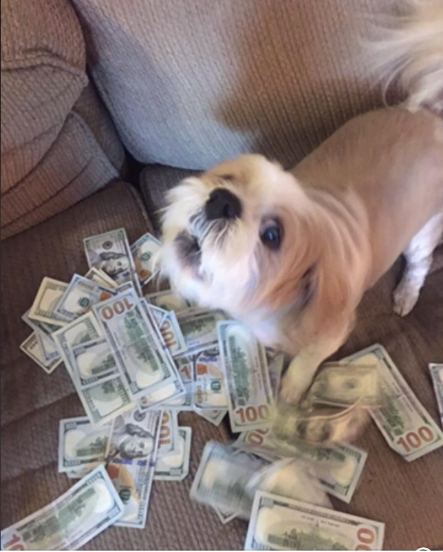 A small dog is playfully surrounded by numerous 100 dollar bills scattered on a couch