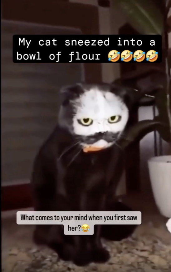 A cat with its face covered in white flour, captioned &quot;My cat sneezed into a bowl of flour ???&quot; and &quot;What comes to your mind when you first saw her??&quot;