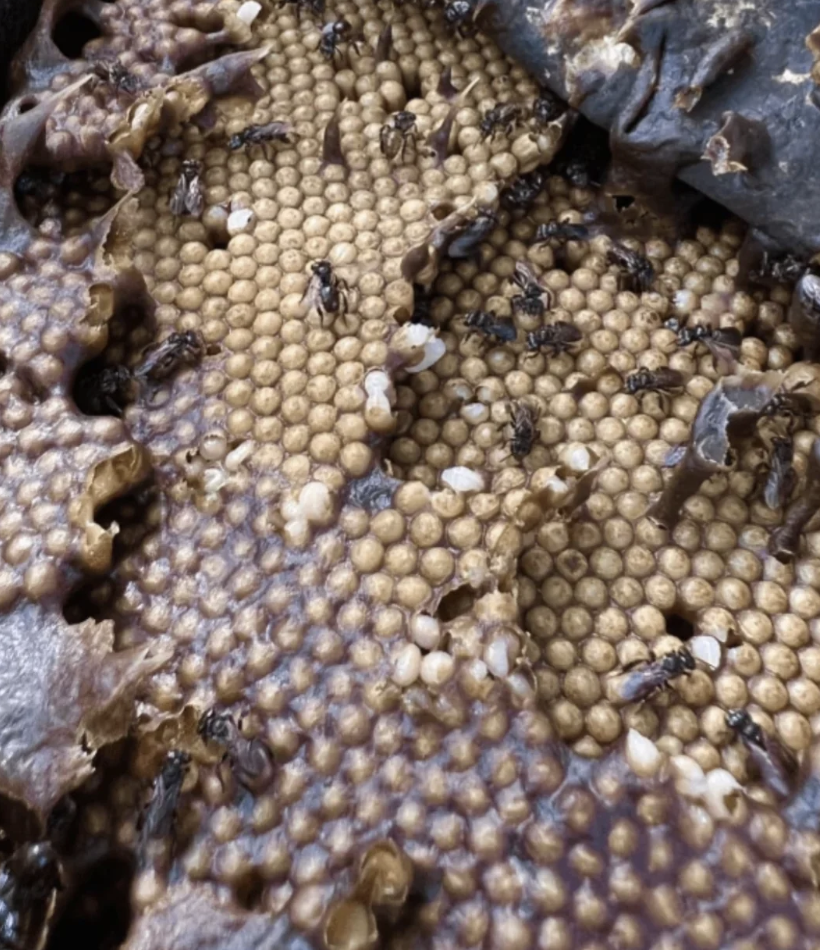 Close-up of flesh with bees crawling over it. The comb is partially damaged, revealing the inner structure