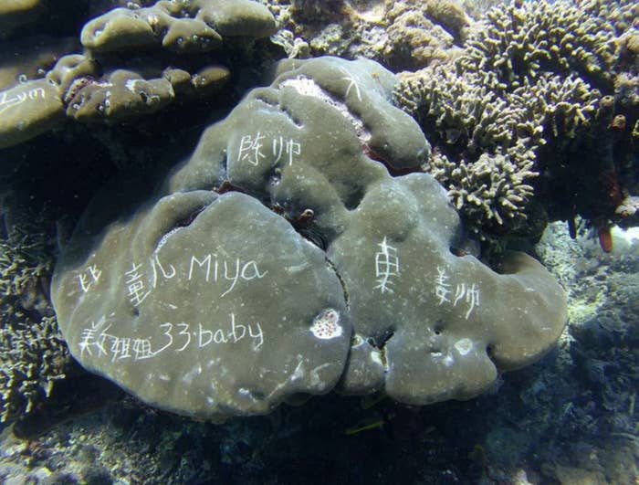 Engraved coral underwater with graffiti text in various languages, including &quot;Miya&quot; and &quot;33baby.&quot;