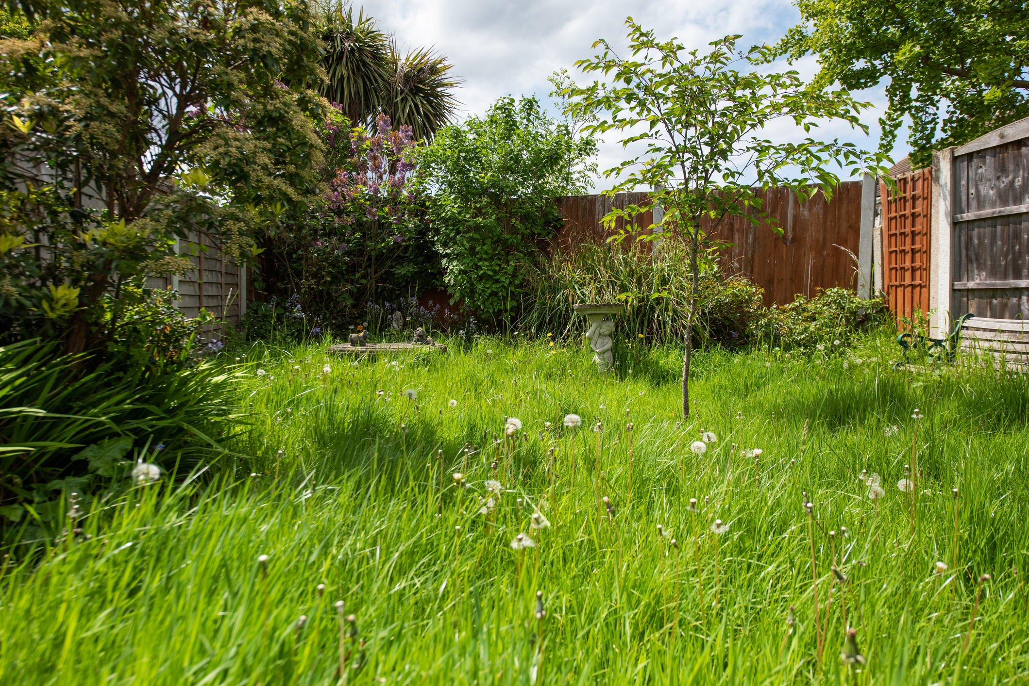 A small, lush backyard garden with overgrown grass, various plants, and trees, bordered by fences