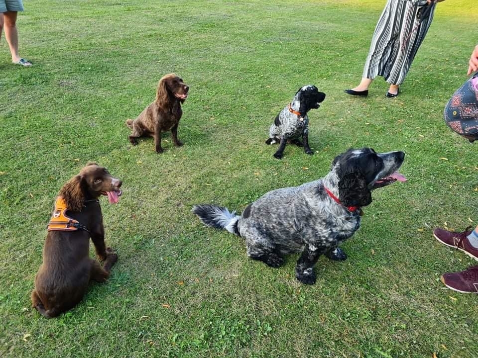 Two sets of two identical dogs are sitting in a park together