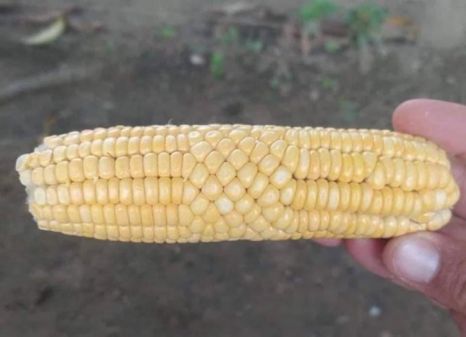 An ear of corn with kernels arranged in a unique, patterned design