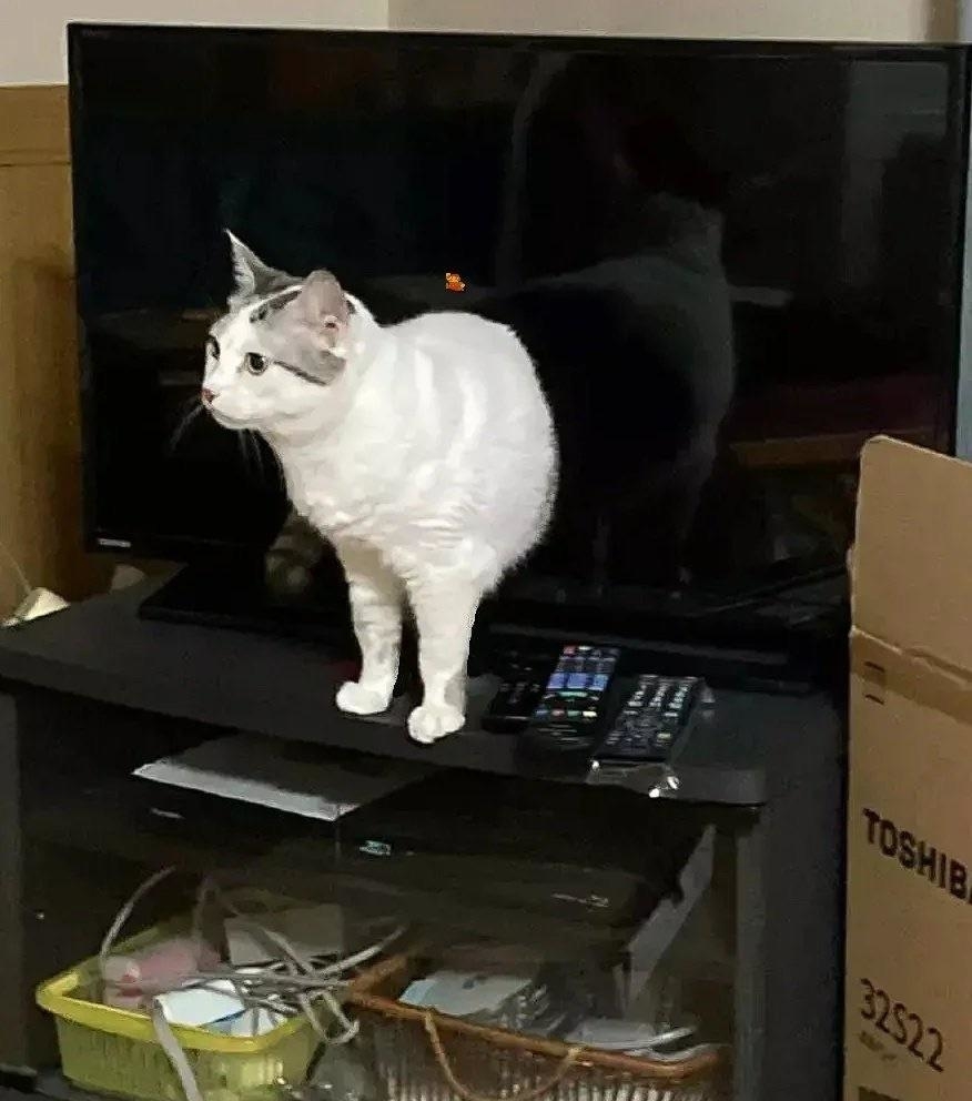 A white and black cat appears to be bursting through the center of a TV screen