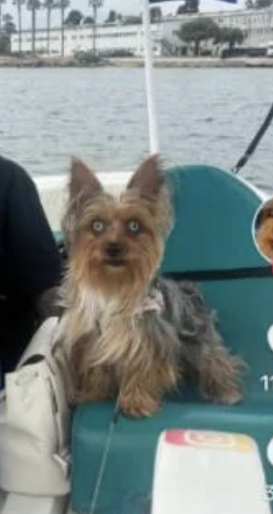 A Yorkshire Terrier with long hair sitting on a boat with water and a shoreline visible in the background