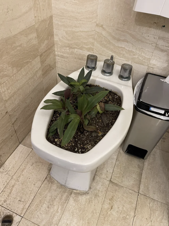 A bidet filled with dirt and plants is placed in a tiled bathroom, with a trash can next to it