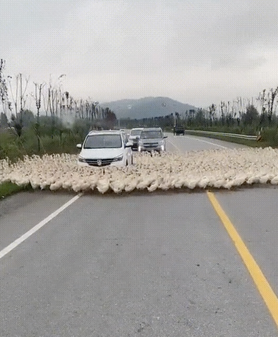 A large flock of ducks crossing a rural road, stopping three cars. Trees line the road, and mountains are seen in the background