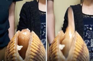 Close-up of a brown, ribbed sea shell revealing a thick, soft, elongated sea creature inside. Two people stand in the background, partially visible