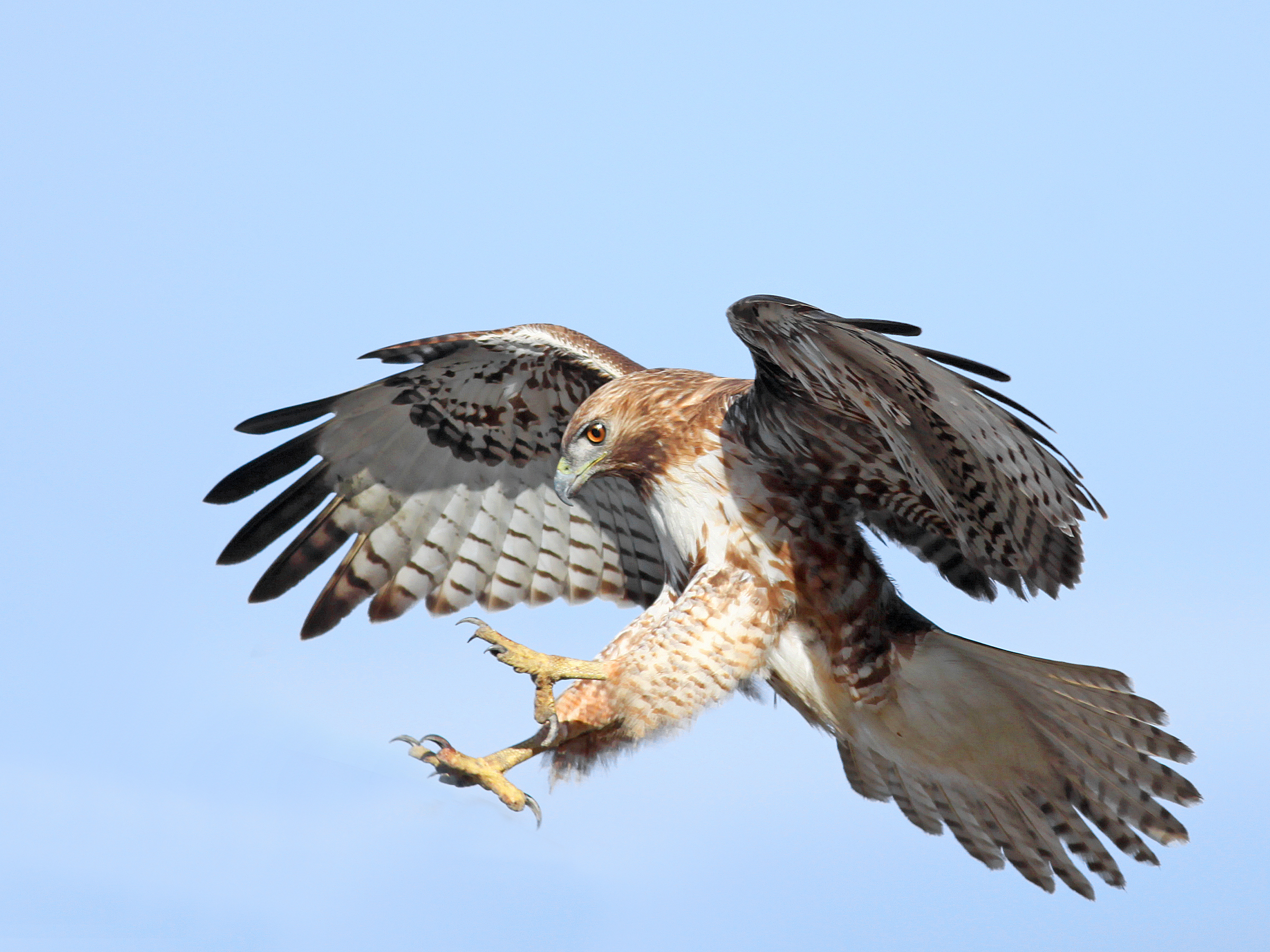 A hawk is captured mid-flight with wings spread wide and talons extended against a clear sky