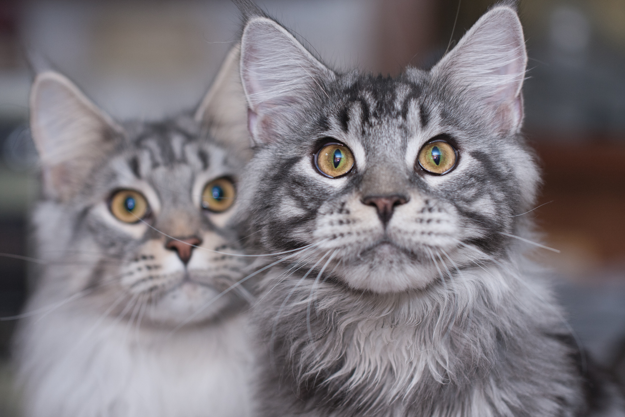 Two gray Maine Coon cats with yellow eyes looking intently at the camera