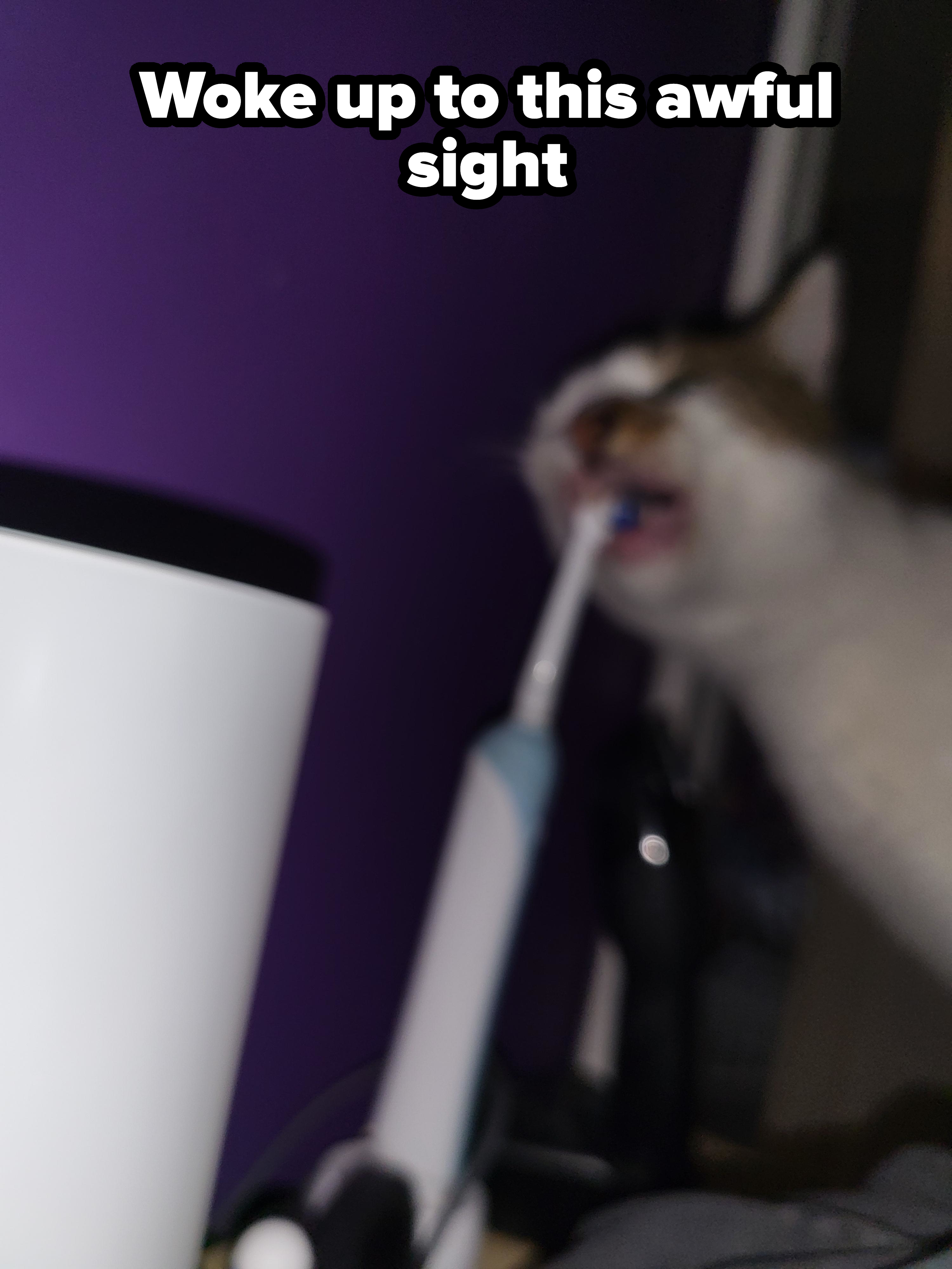 A cat appears to be biting or using an electric toothbrush with blurred motion in the foreground