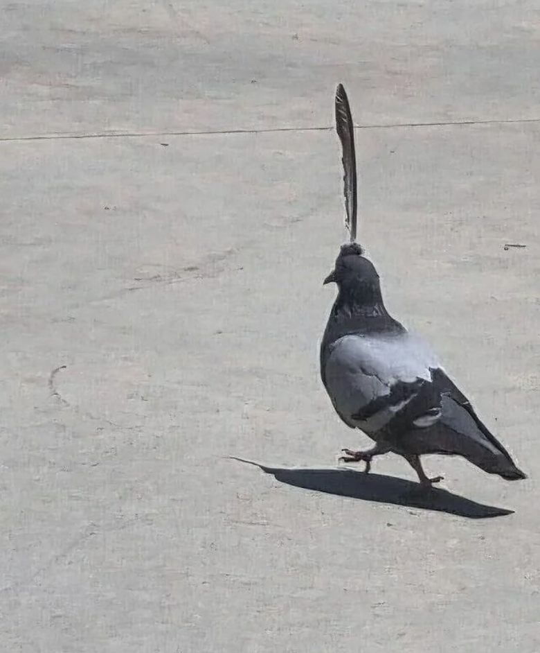 Pigeon walking on pavement with a single feather standing upright on its head