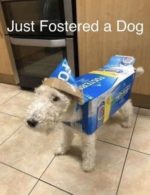 Dog dressed in a costume made from a cardboard case of beer. Text reads: &quot;Just Fostered a Dog.&quot;