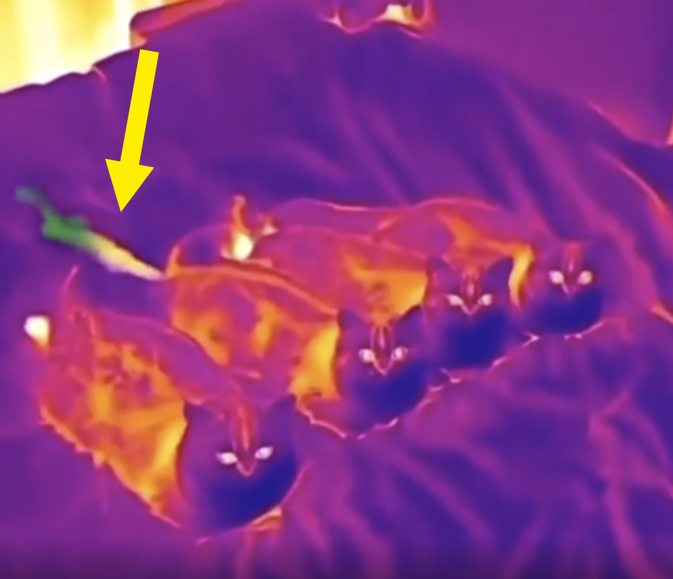 Thermal image of four cats lying down together, their bodies emitting heat visible in varying intensities