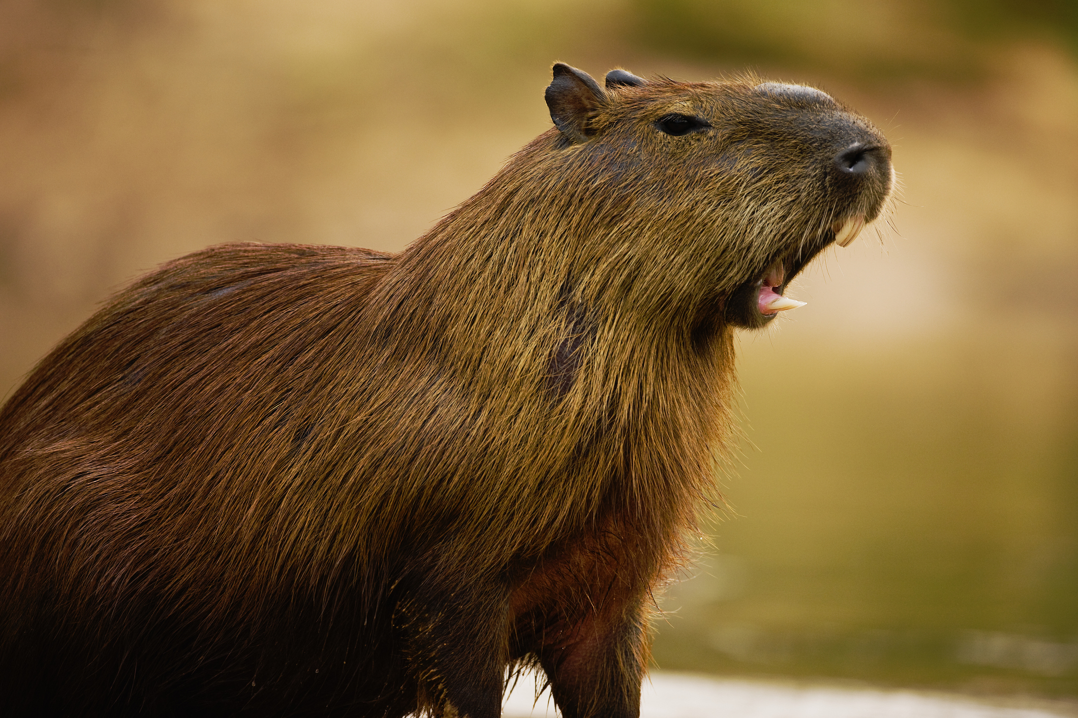 A capybara stands with its mouth open, appearing to vocalize in a natural setting