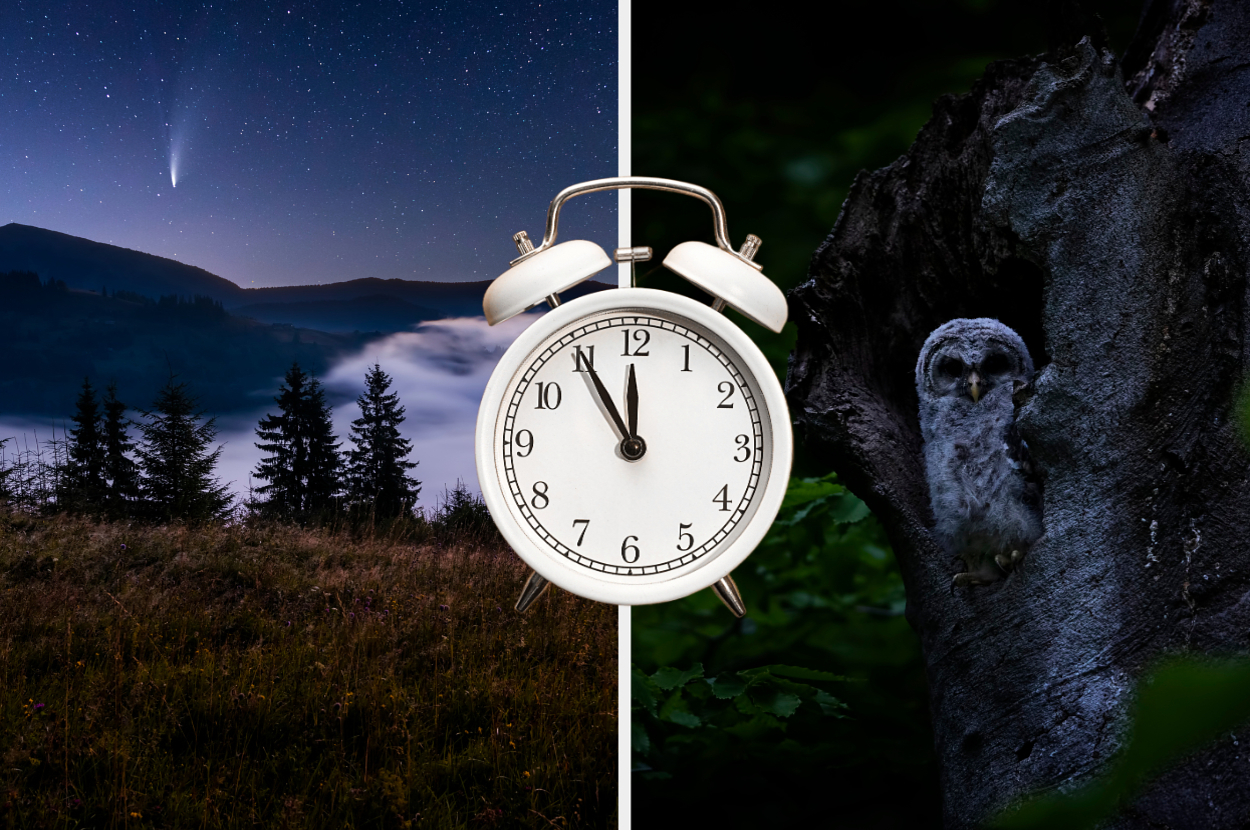 A night sky with a comet and forest on the left, an alarm clock in the middle, and a baby owl in a tree hollow on the right