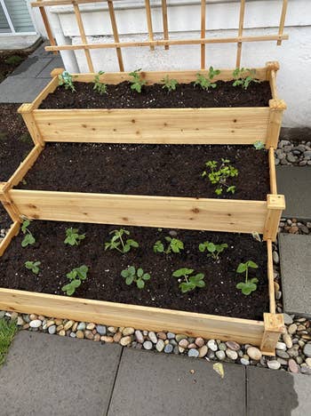 reviewer image of garden bed with small plants growing