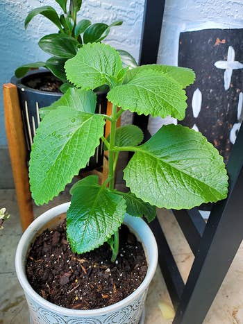 the same plant now overtaking its pot