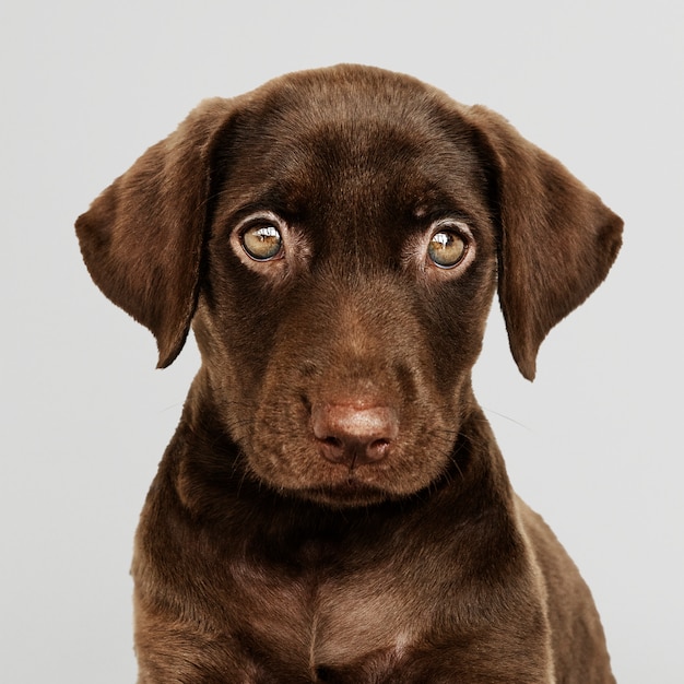 Bezpłatny plik PSD urocza czekolada labrador retriever portret