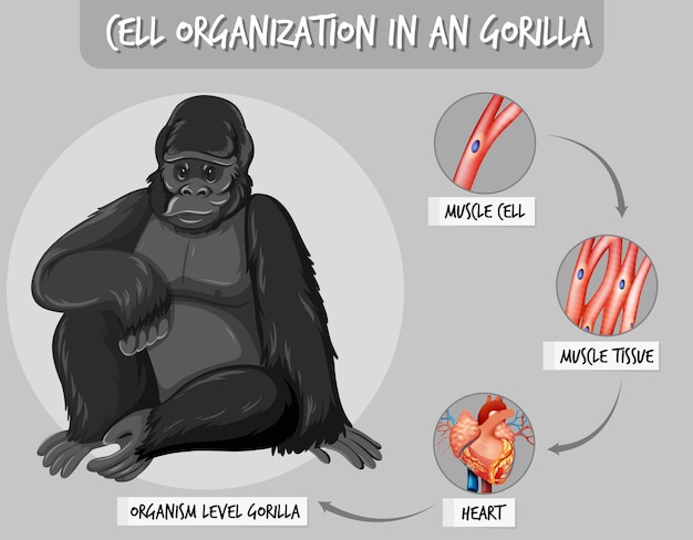 Bezpłatny plik Wektor diagram przedstawiający organizację komórek u goryla