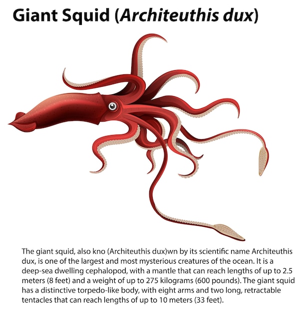 Bezpłatny plik Wektor giant squid architeuthis dux vector