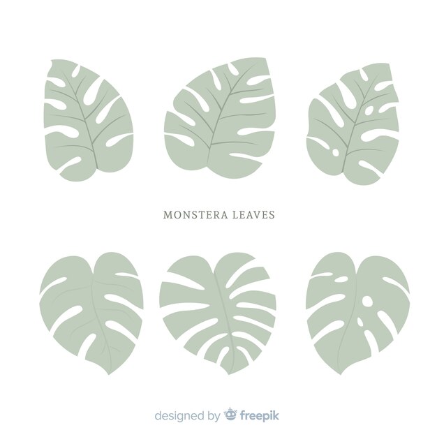 Płaskie liście monstera