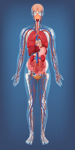 Struktura anatomiczna Ciało człowieka