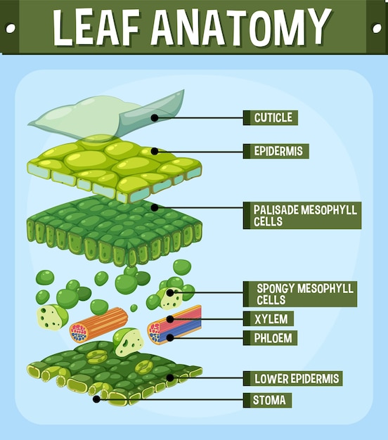 Bezpłatny plik Wektor wewnętrzna struktura diagramu liścia