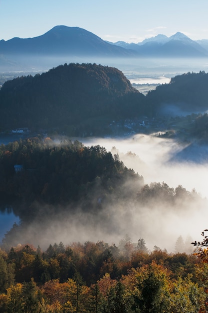 Bezpłatne zdjęcie antena strzelał piękny drzewny las zakrywający z mgłą w krwawiący, slovenia