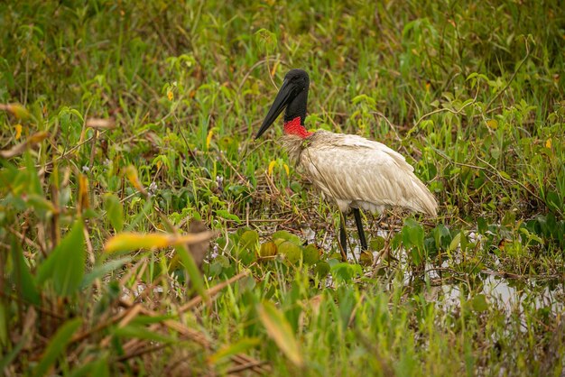 Bocian Jabiru na mokradłach pięknego brazylijskiego Pantanala Piękny i bardzo duży ptak w Ameryce Południowej Mykteria Jabiru Zdjęcie siedliska przyrodniczego