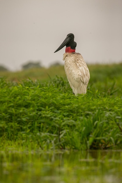 Bezpłatne zdjęcie bocian jabiru na mokradłach pięknego brazylijskiego pantanala piękny i bardzo duży ptak w ameryce południowej mykteria jabiru zdjęcie siedliska przyrodniczego